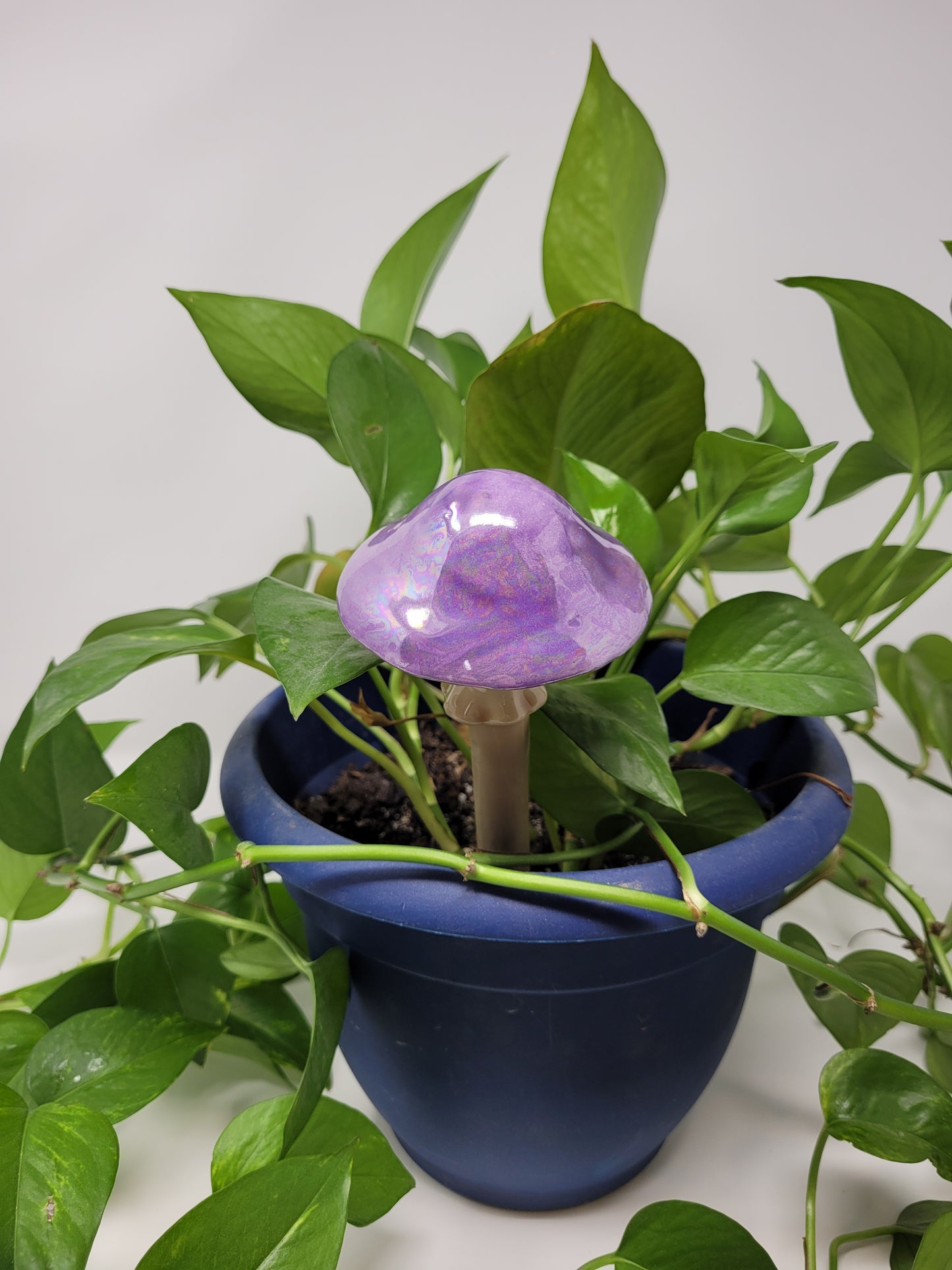 Garden Mushroom