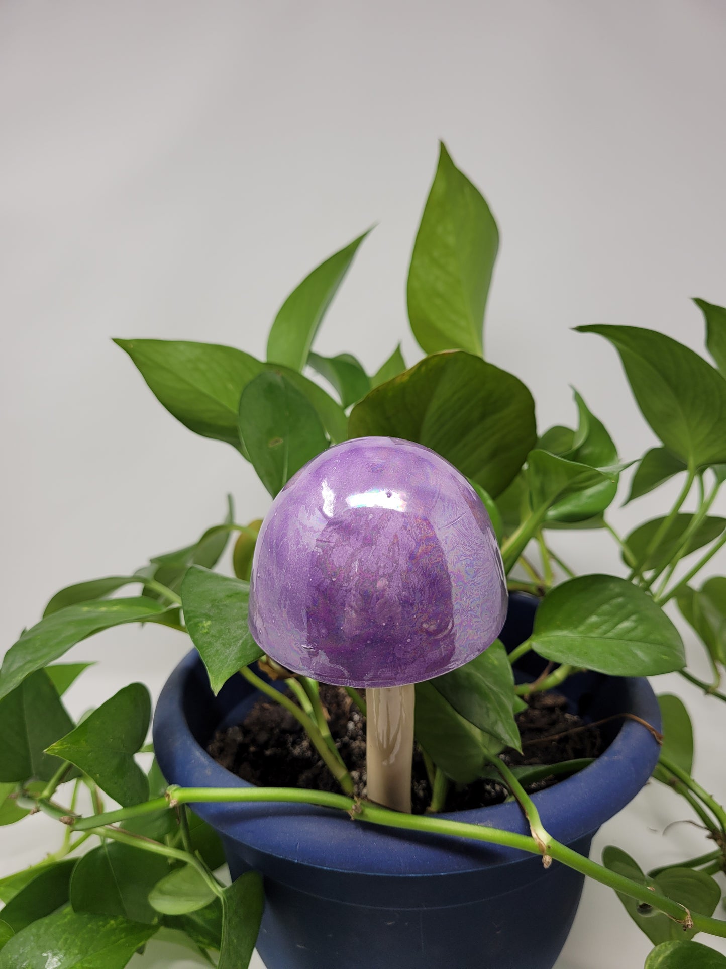 Garden Mushroom
