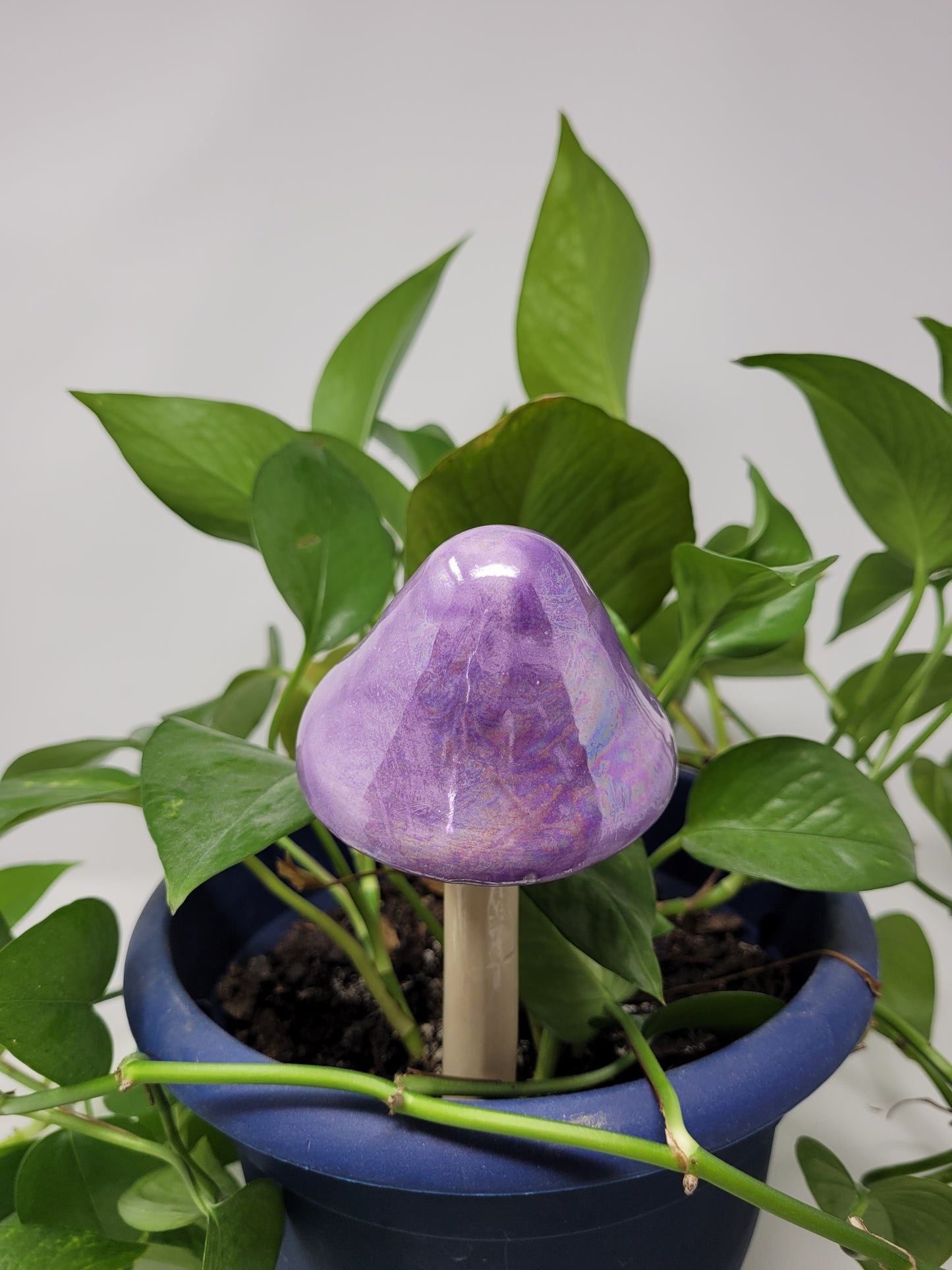 Garden Mushroom