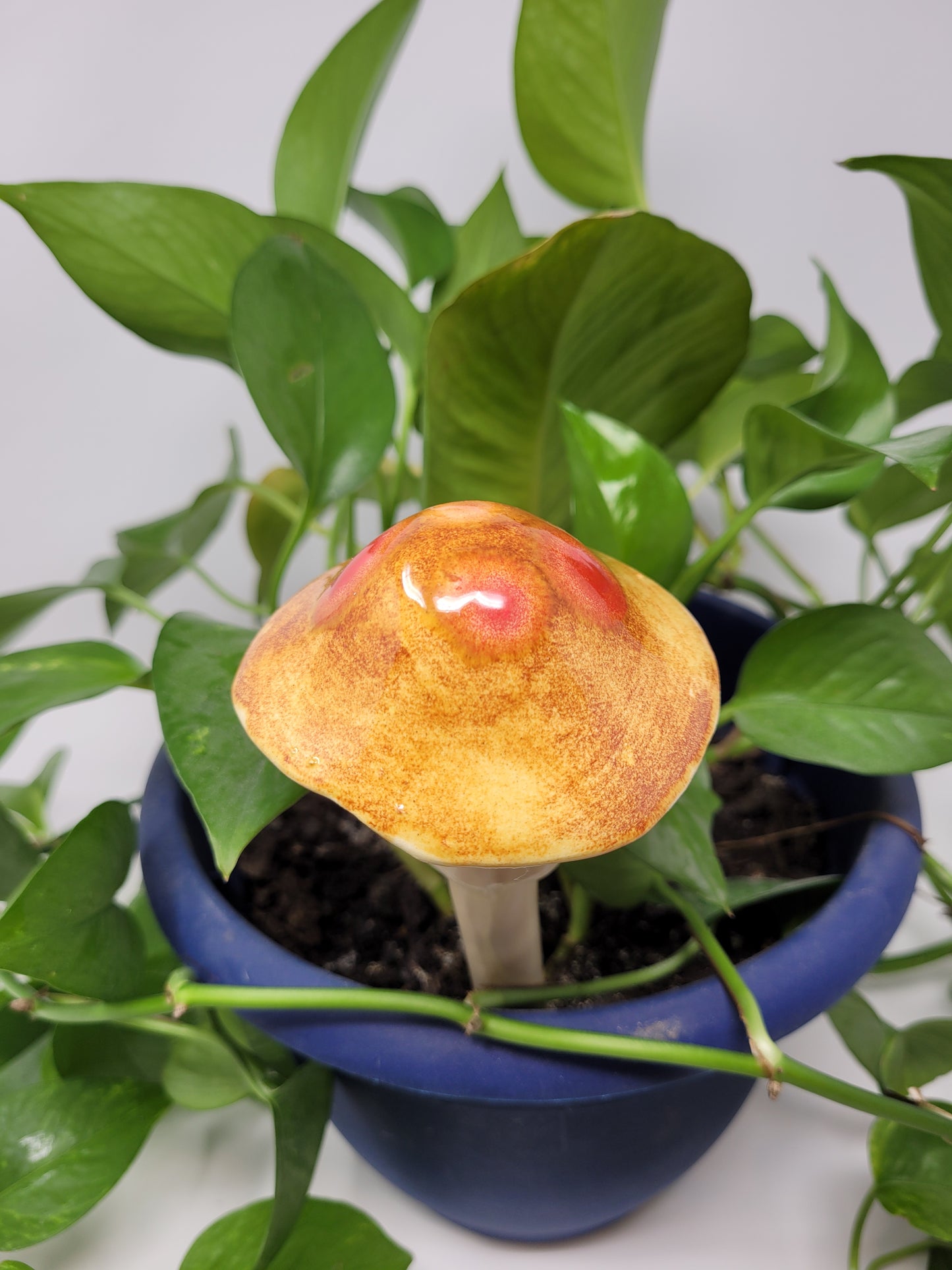 Garden Mushroom