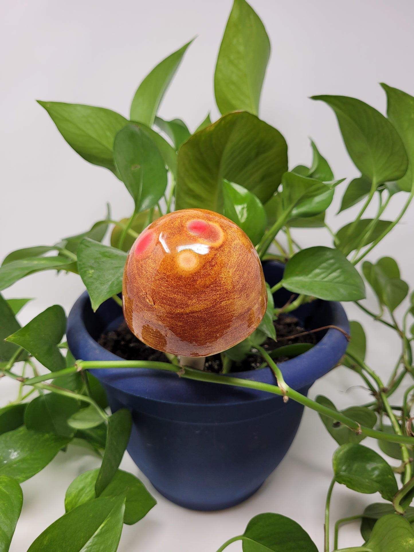 Garden Mushroom
