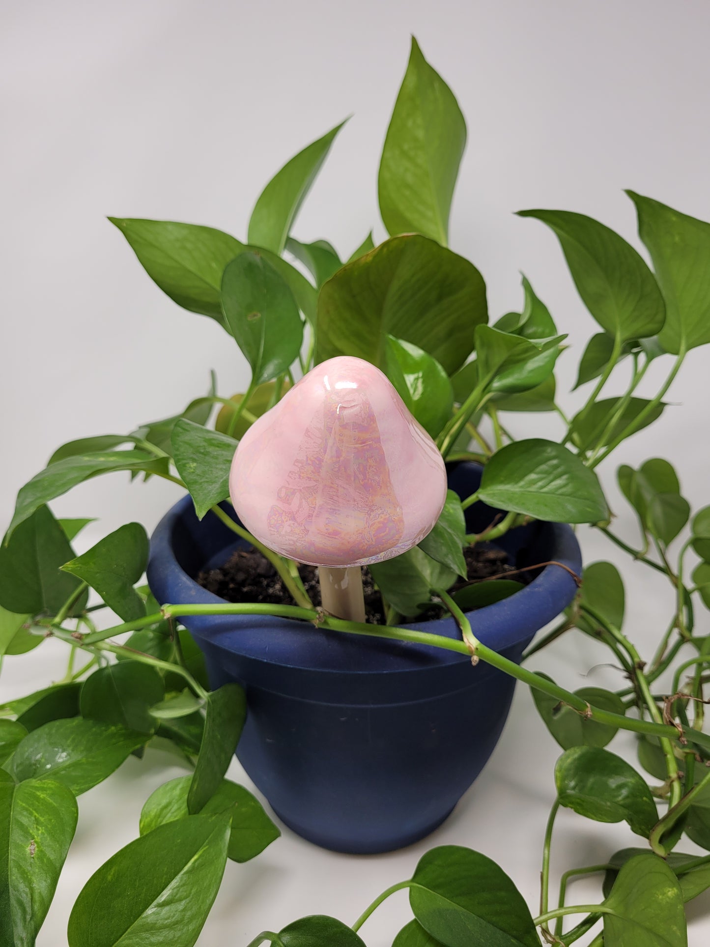 Garden Mushroom