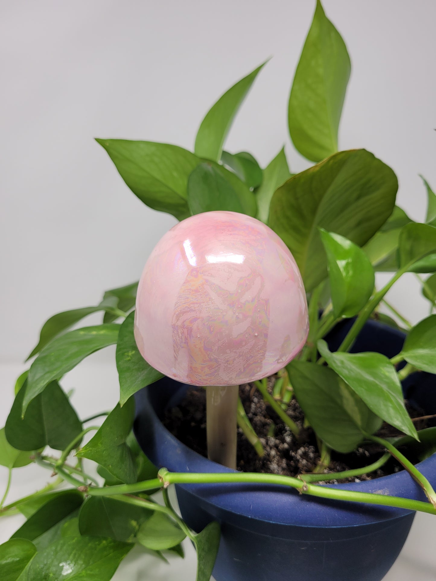Garden Mushroom