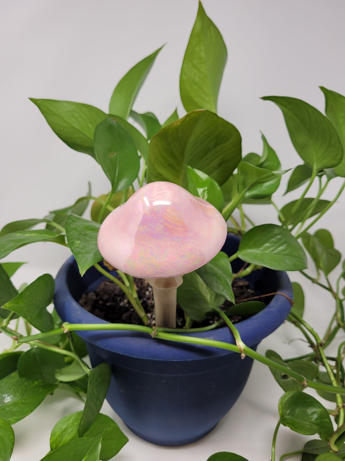 Garden Mushroom