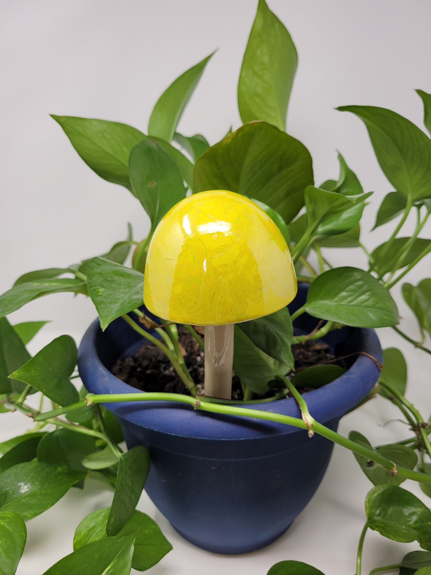 Garden Mushroom