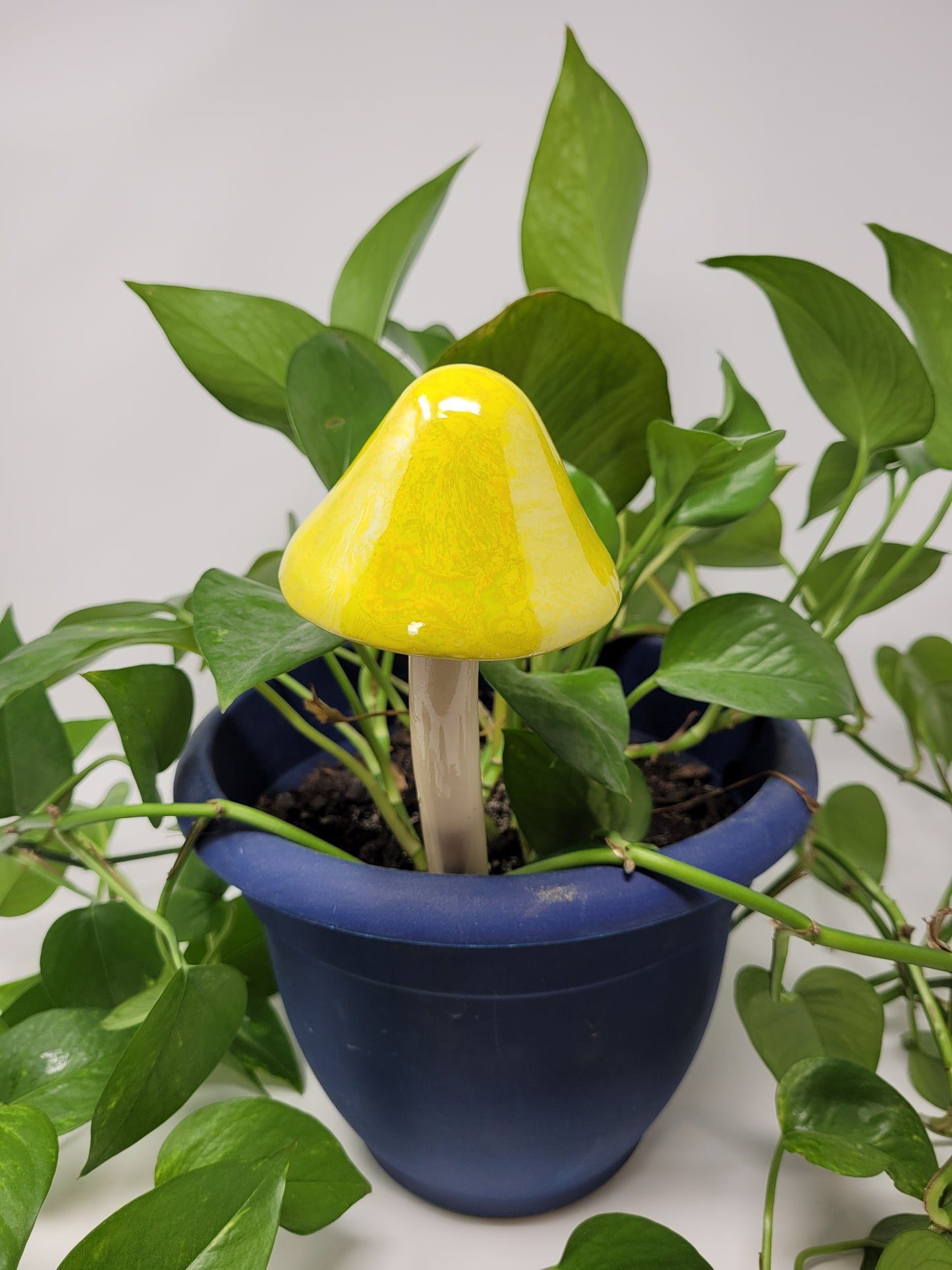 Garden Mushroom