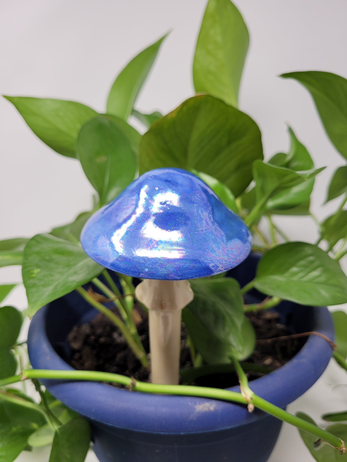 Garden Mushroom