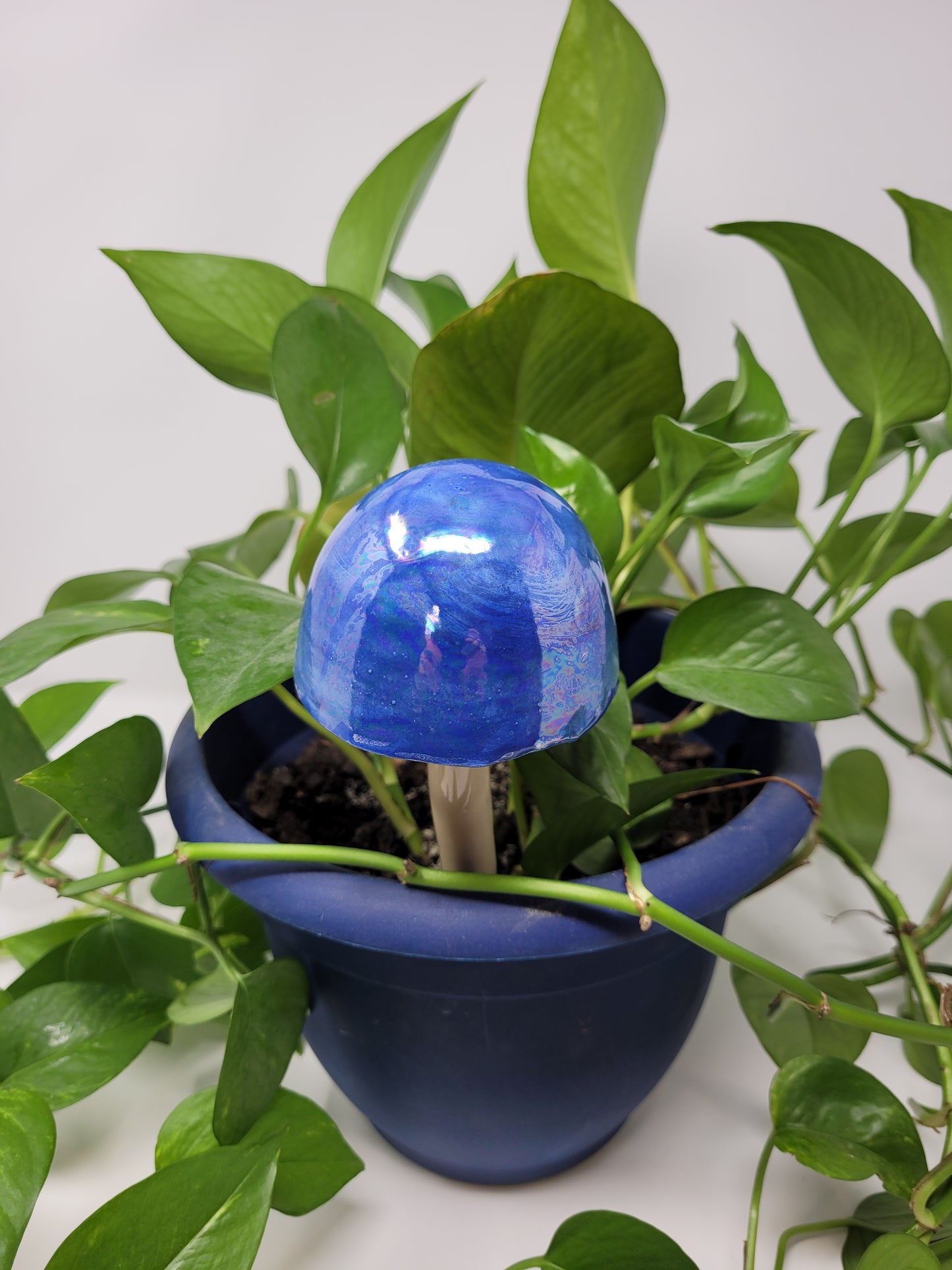Garden Mushroom