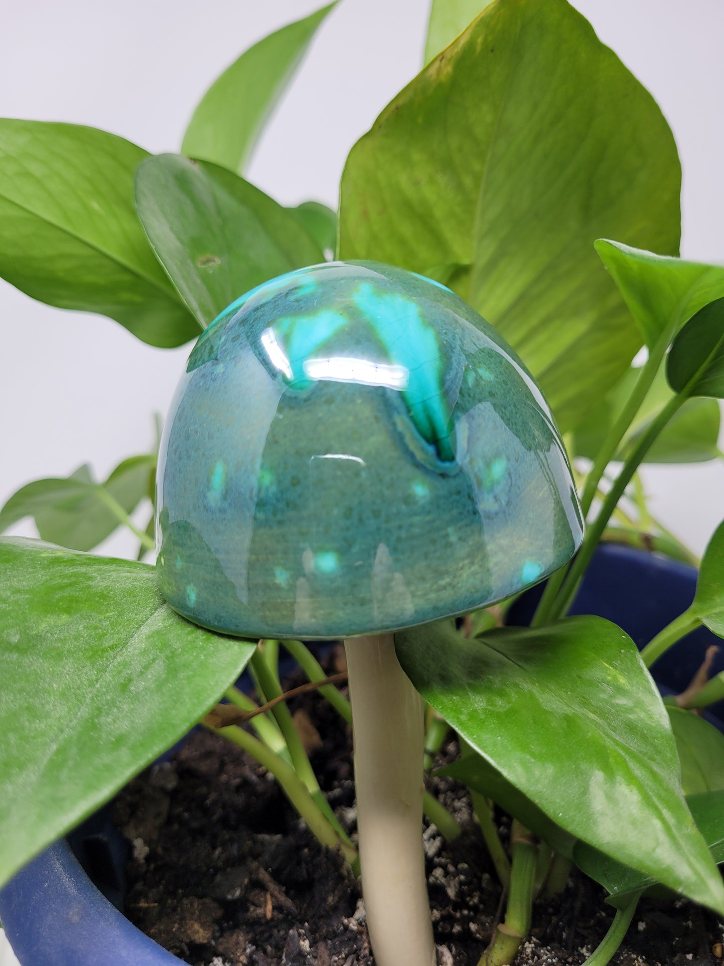 Garden Mushroom