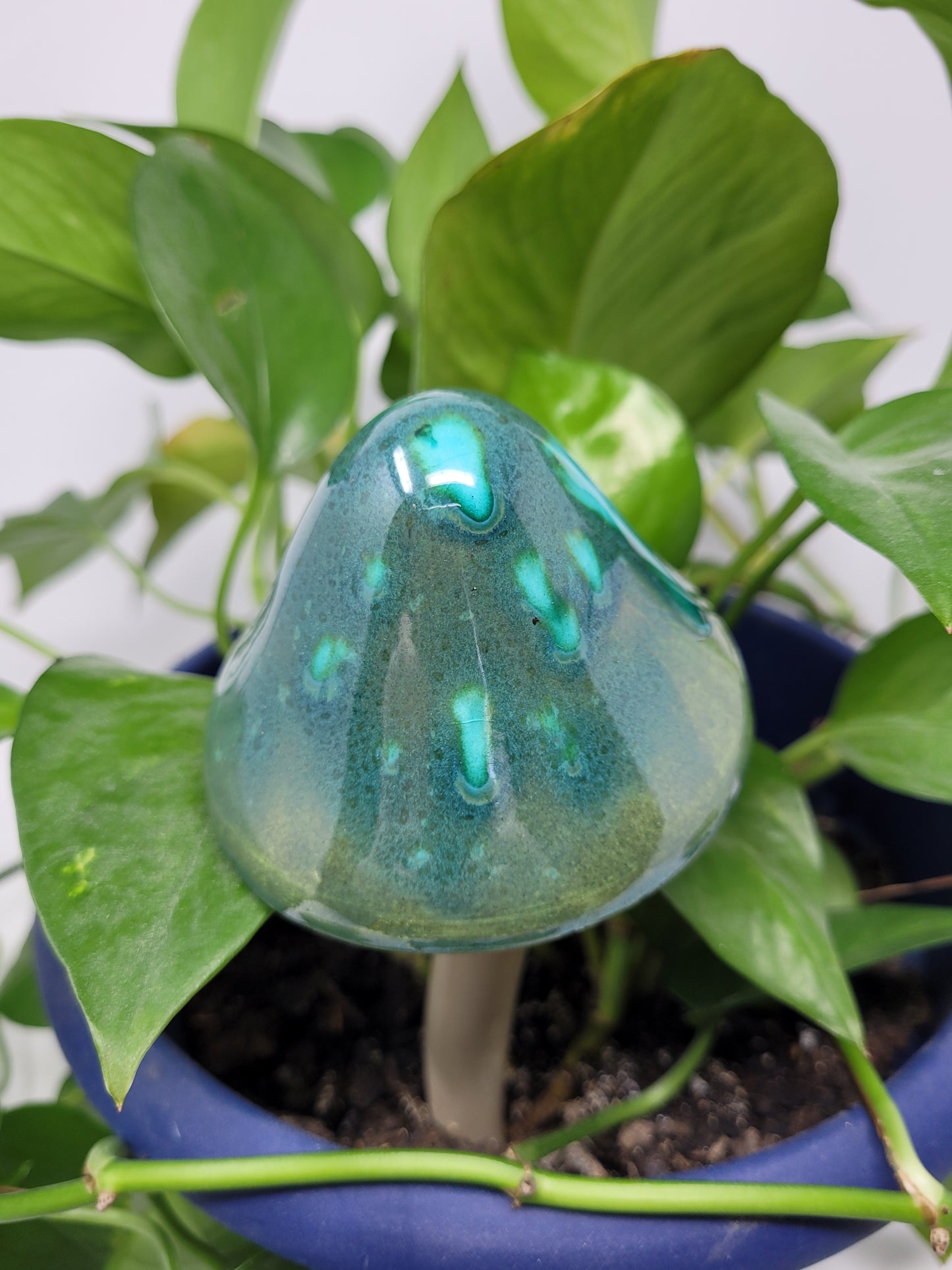 Garden Mushroom