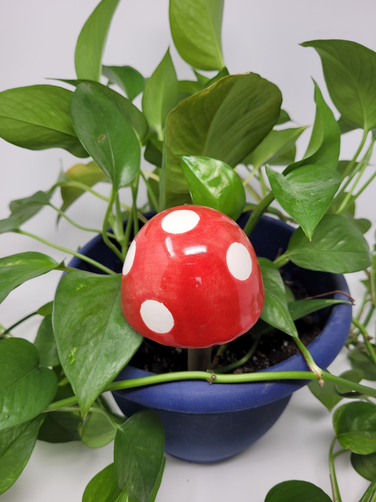 Garden Mushroom