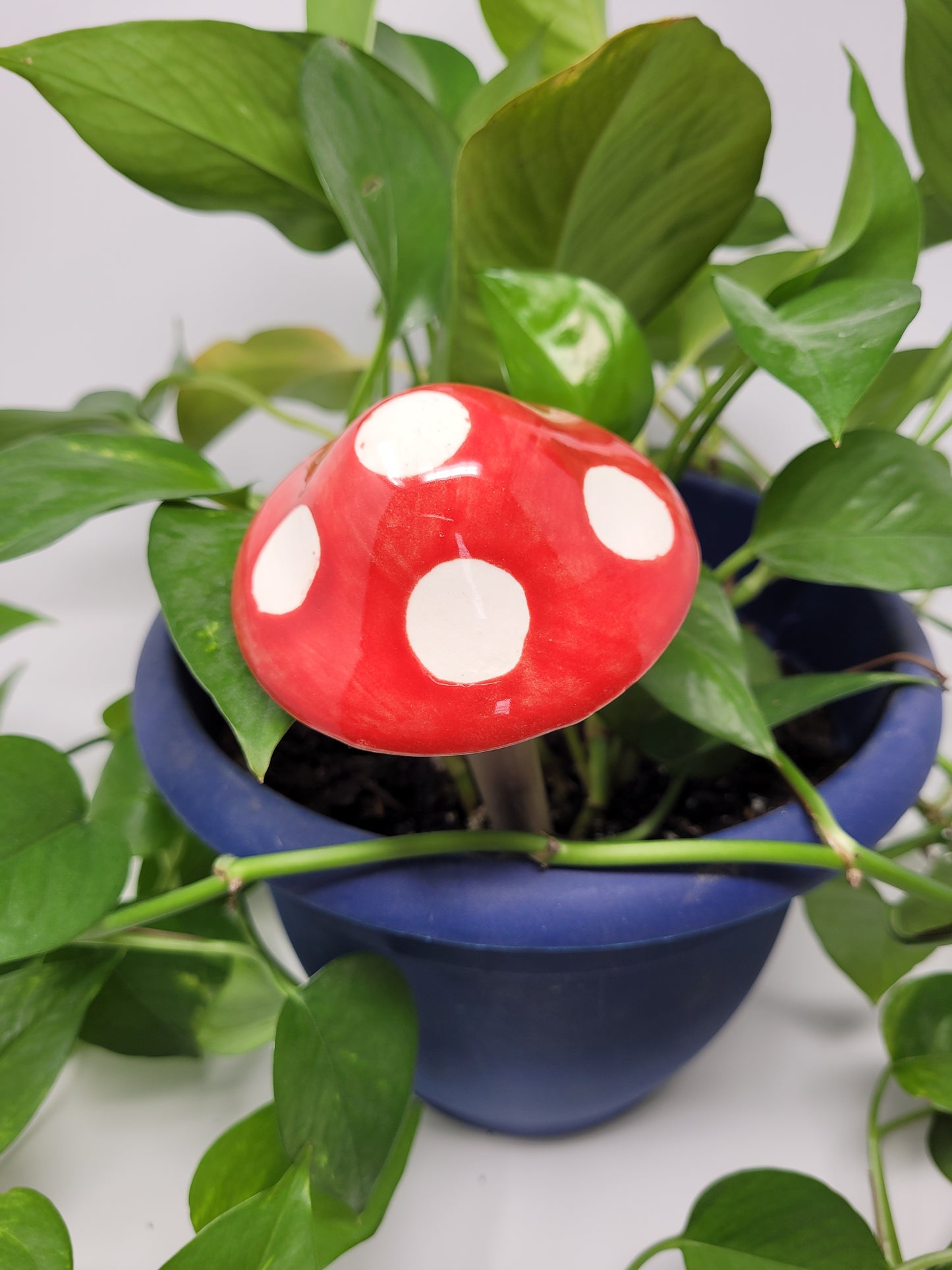 Garden Mushroom