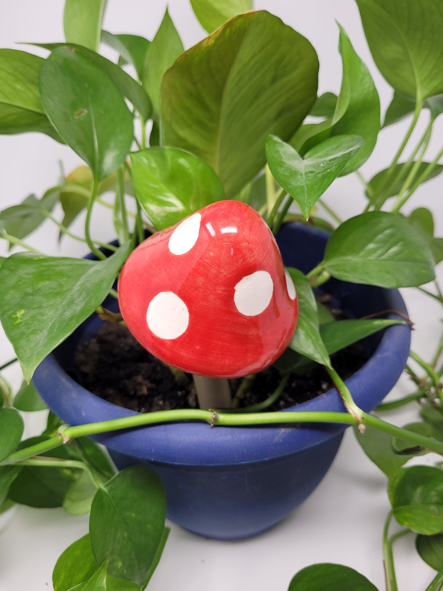 Garden Mushroom