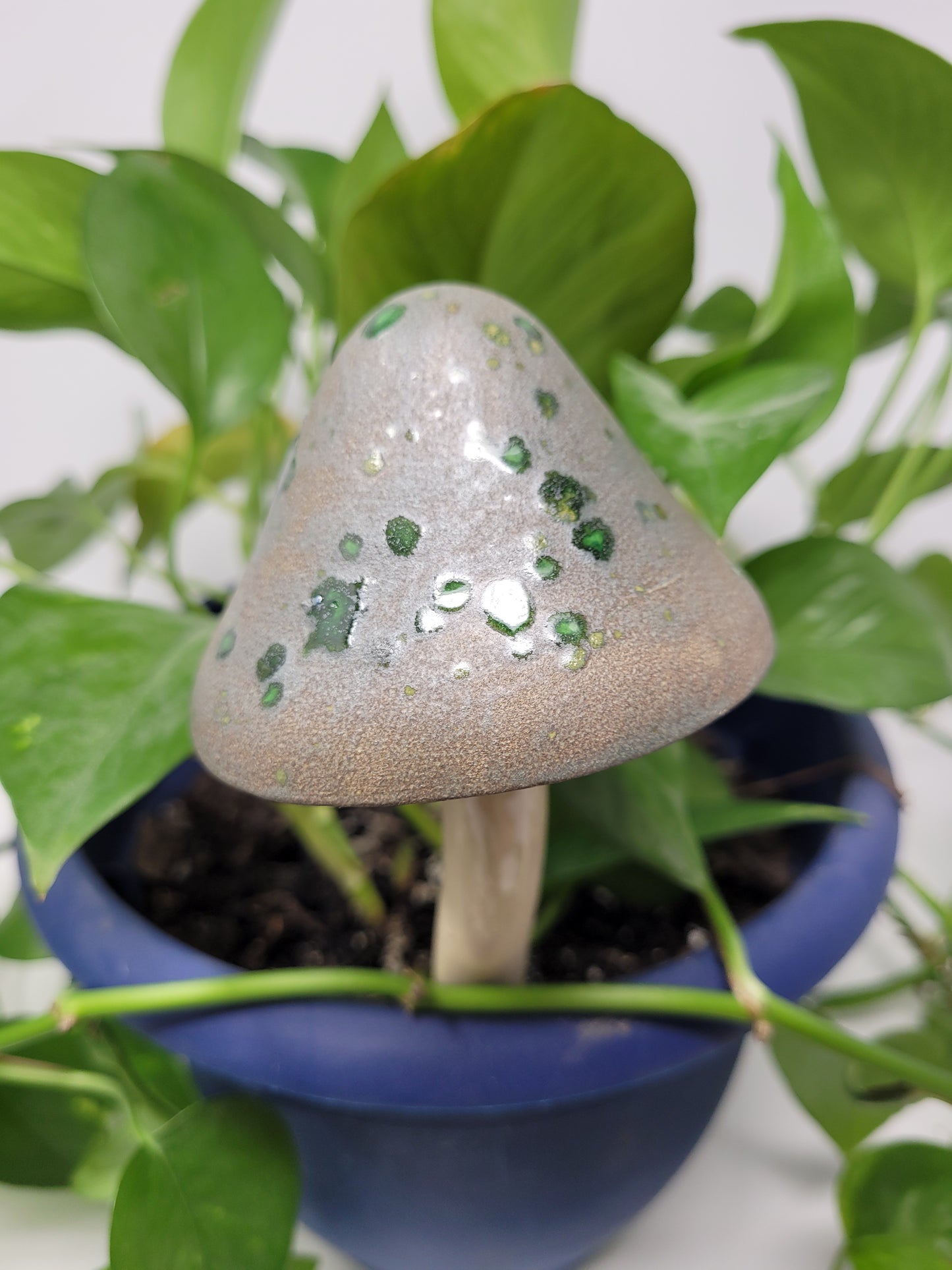 Garden Mushroom