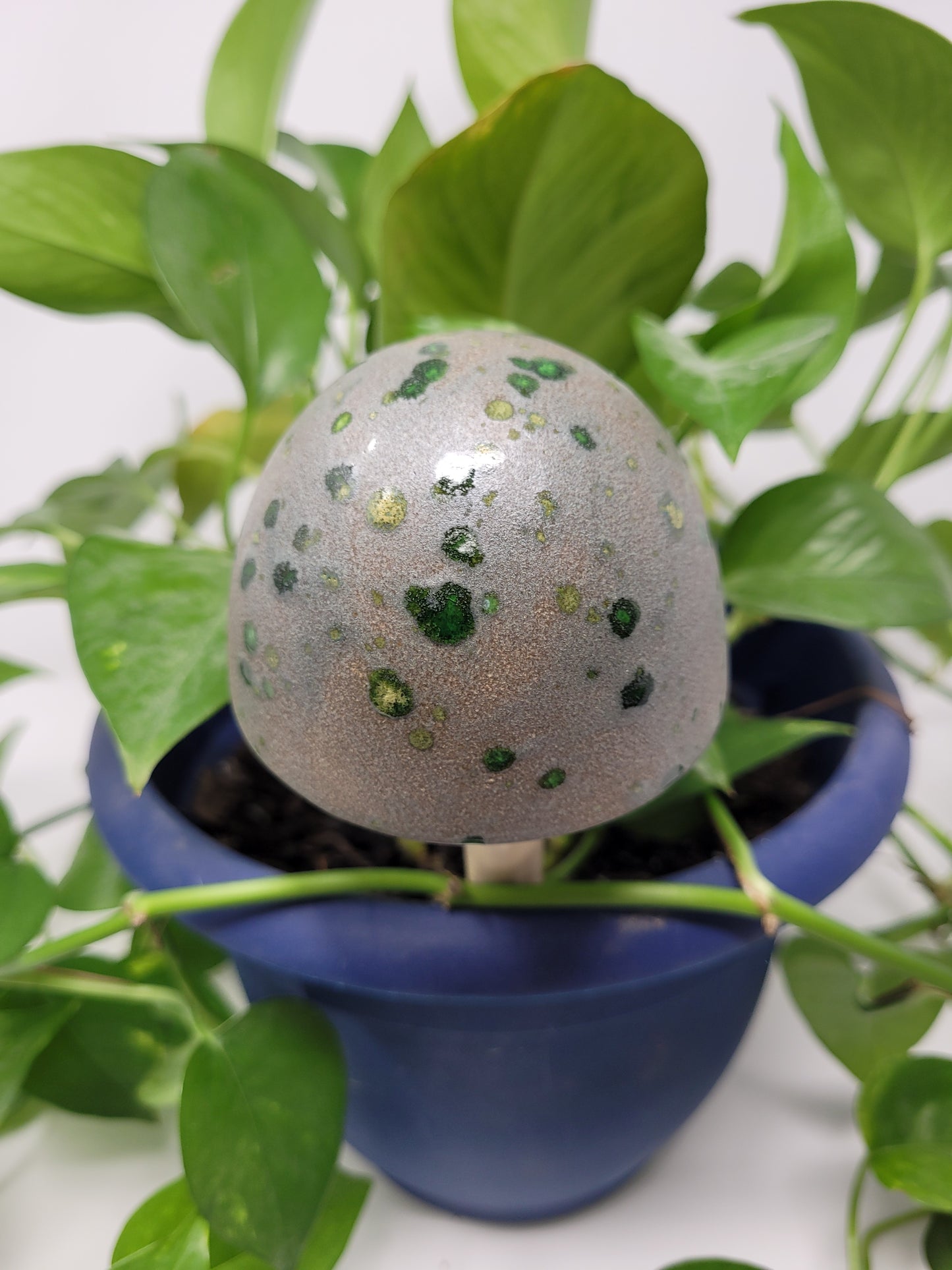 Garden Mushroom
