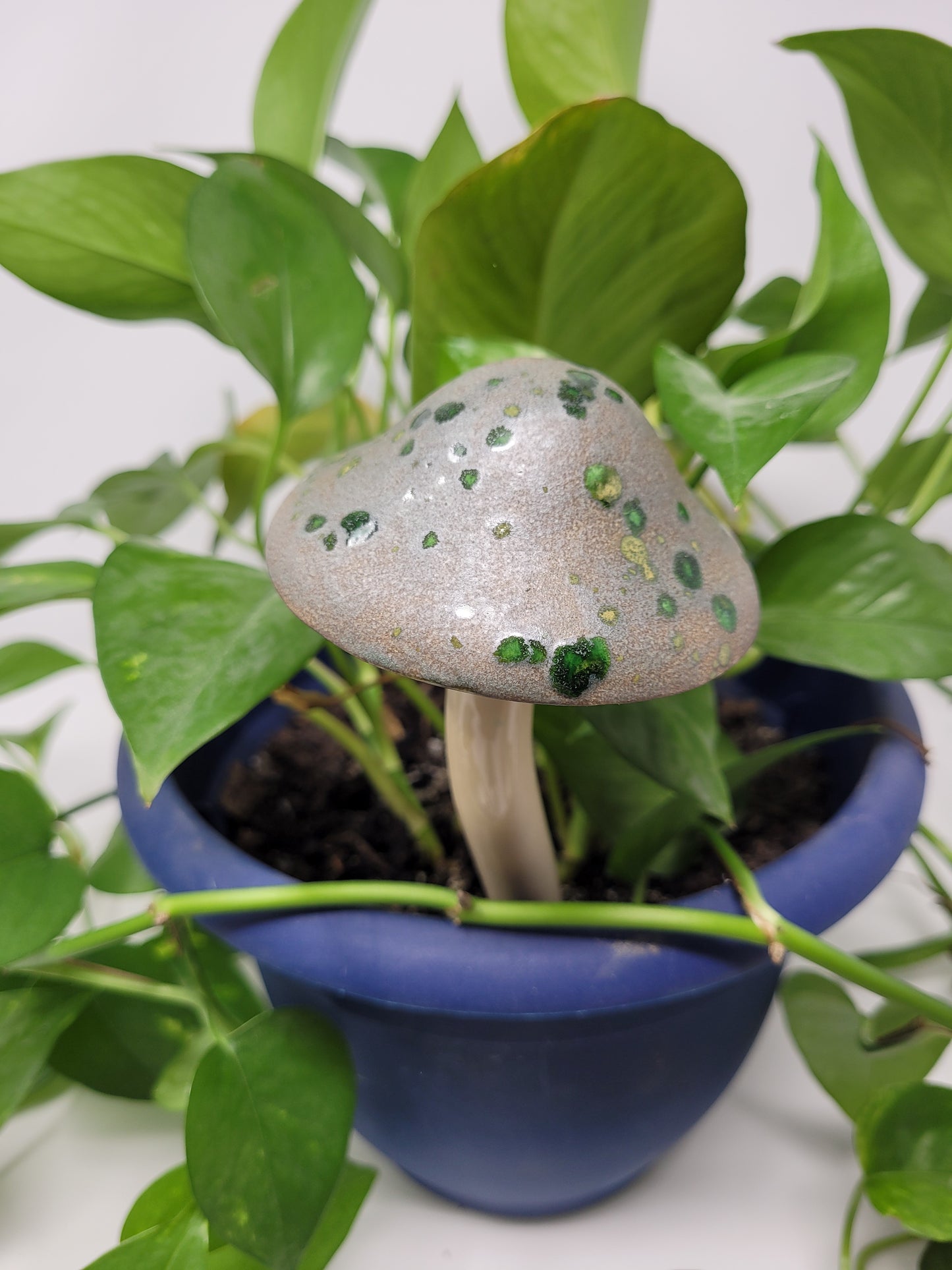 Garden Mushroom