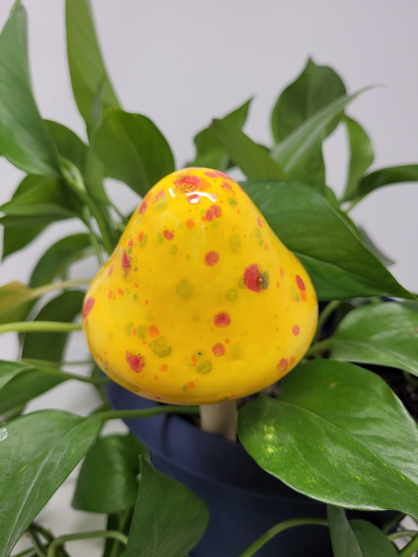 Garden Mushroom
