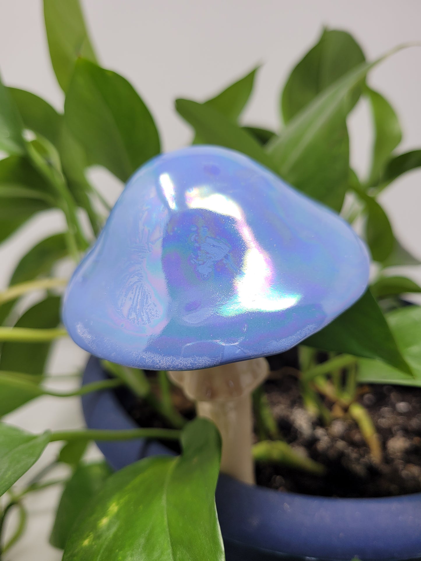 Garden Mushroom